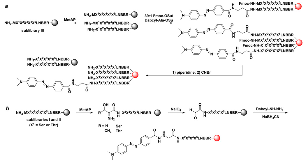 Scheme 2