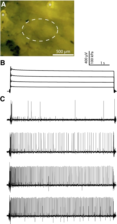 Fig. 6.