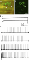 Fig. 5.