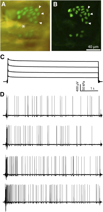 Fig. 5.