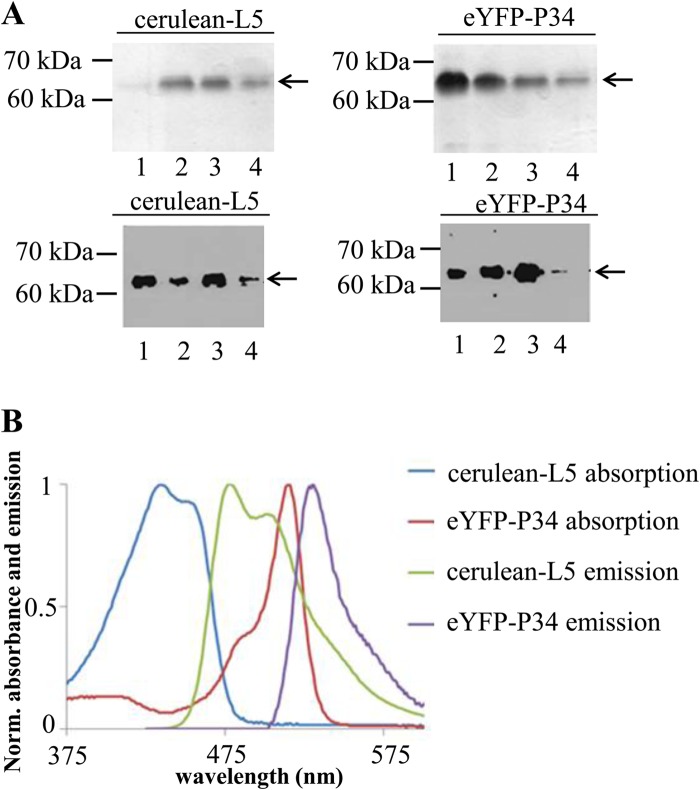 Fig 1