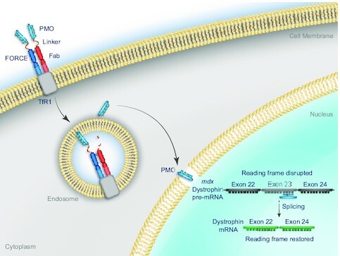 Graphical Abstract