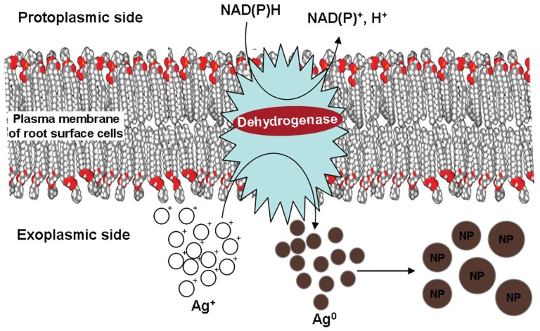 Figure 10