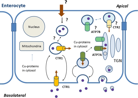 FIGURE 1.