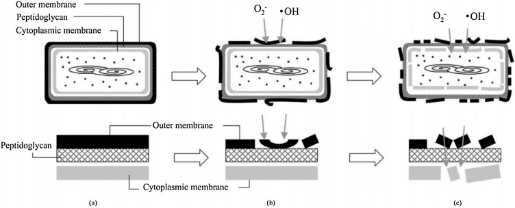 Fig. 8