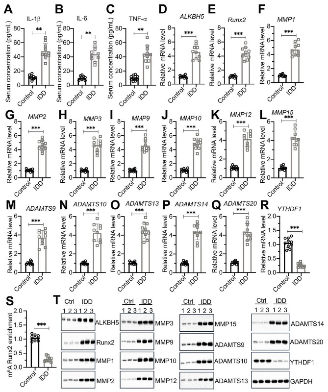 ALKBH5-mediated m6A demethylation of Runx2 mRNA promotes extracellular ...