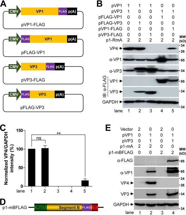 FIG 2