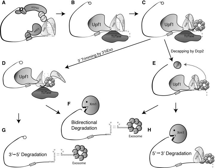 FIGURE 7.