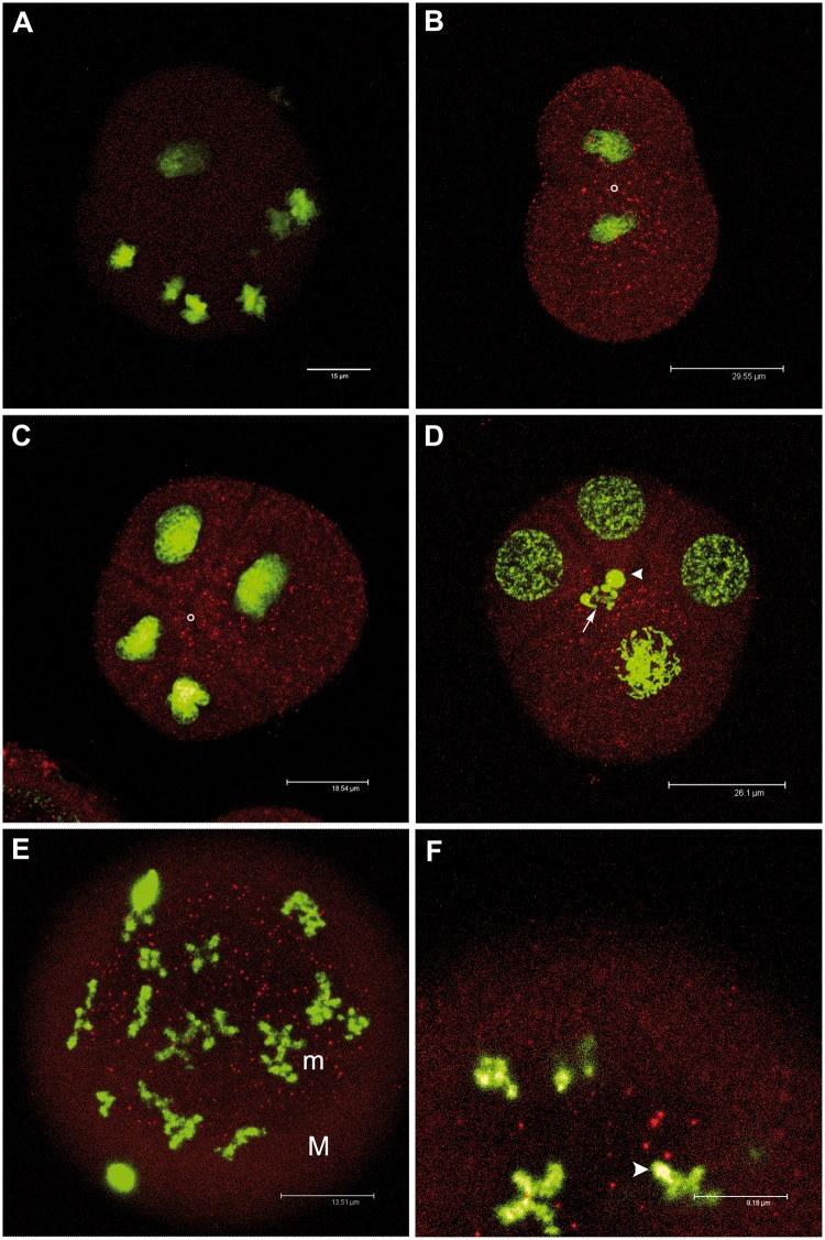 Fig. 4.—