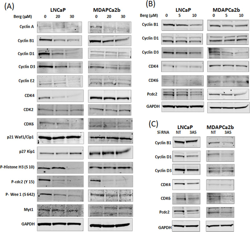 Bergamottin a CYP3A inhibitor found in grapefruit juice inhibits ...