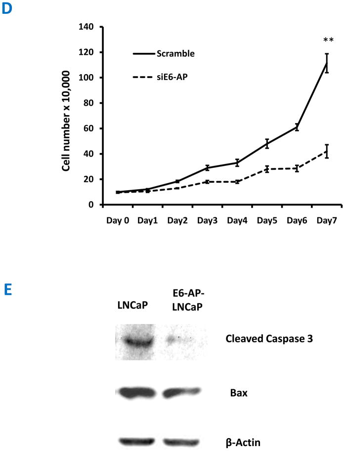 E3 Ubiquitin Protein Ligase, E6Associated Protein (E6AP) Regulates PI3KAkt Signaling and