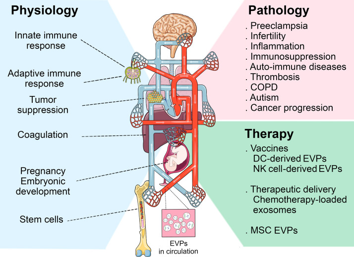 Extracellular vesicle– and particle-mediated communication shapes ...