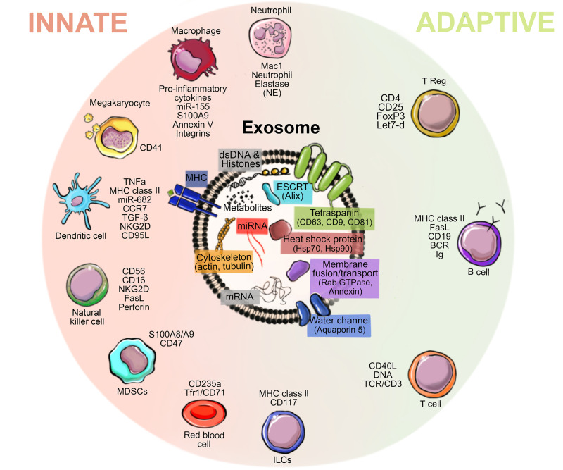 Extracellular vesicle– and particle-mediated communication shapes ...