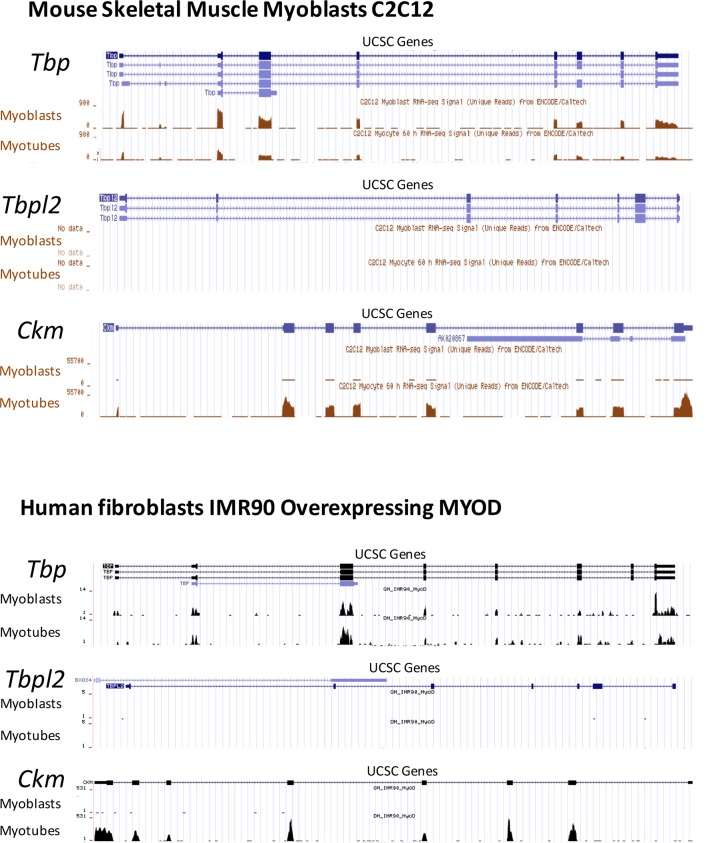 Figure 2—figure supplement 1.