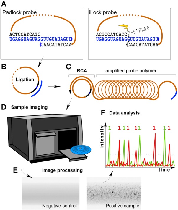 Chimeric padlock and iLock probes for increased efficiency of targeted ...