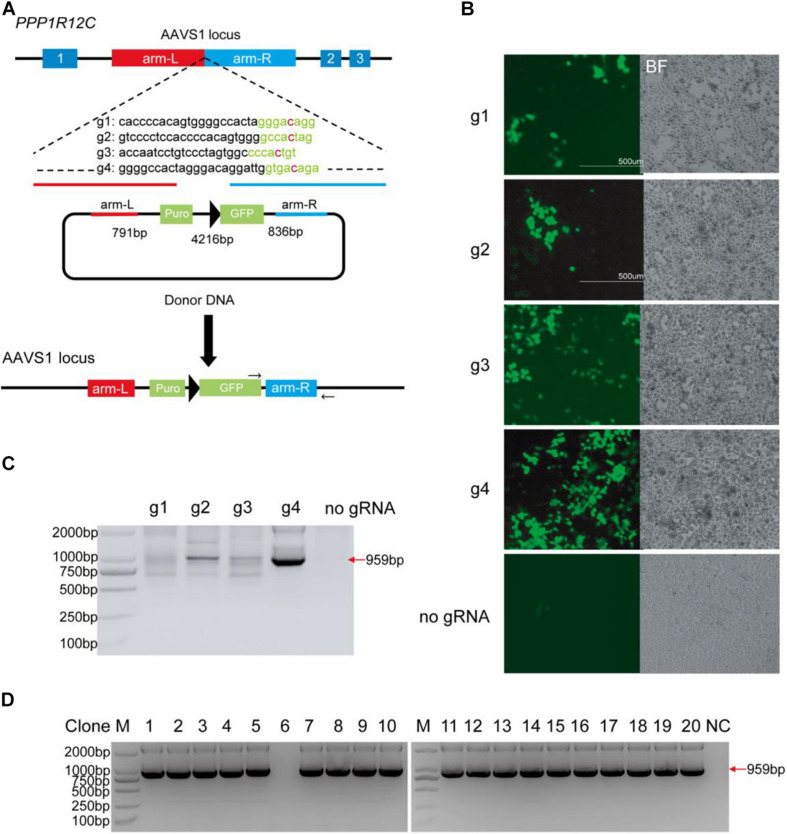 FIGURE 4