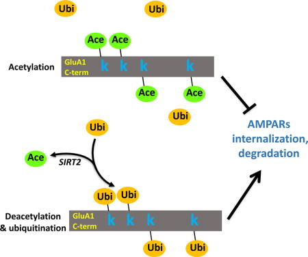 graphic file with name nihms896192u1.jpg