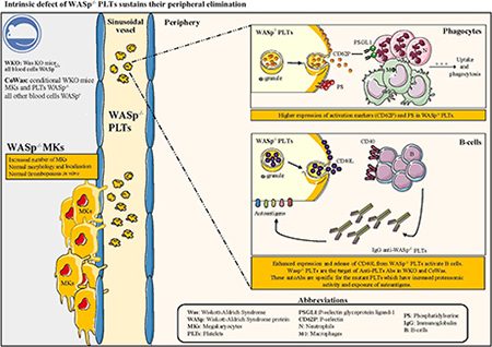 graphic file with name nihms-982539-f0001.jpg