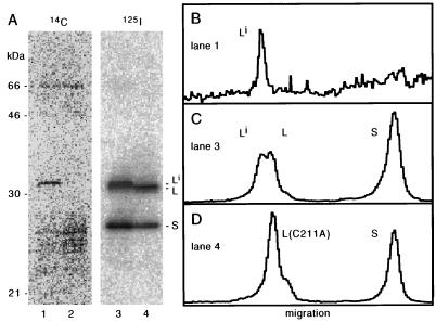 FIG. 1