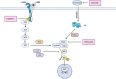 Figure 1. Estrogen receptor and HER2 signaling converge at the cyclin D1–CDK4/6 complex. (Created with BioRender.com.)