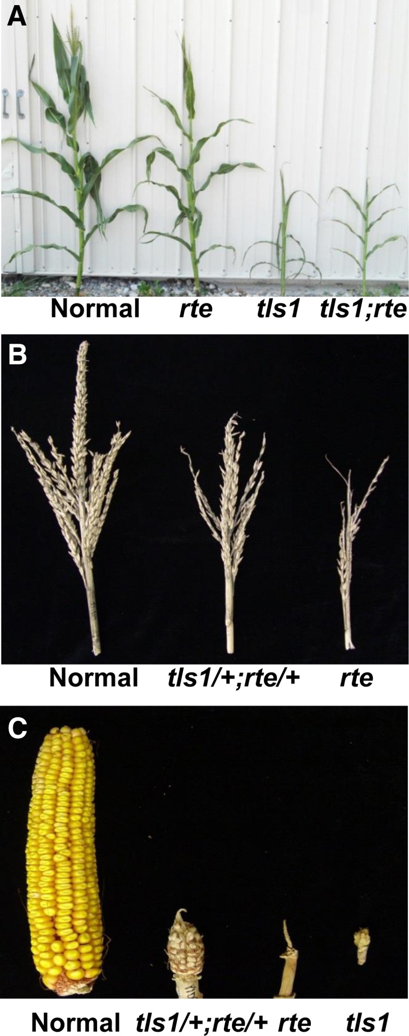 Figure 10.