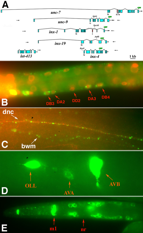 Figure 5