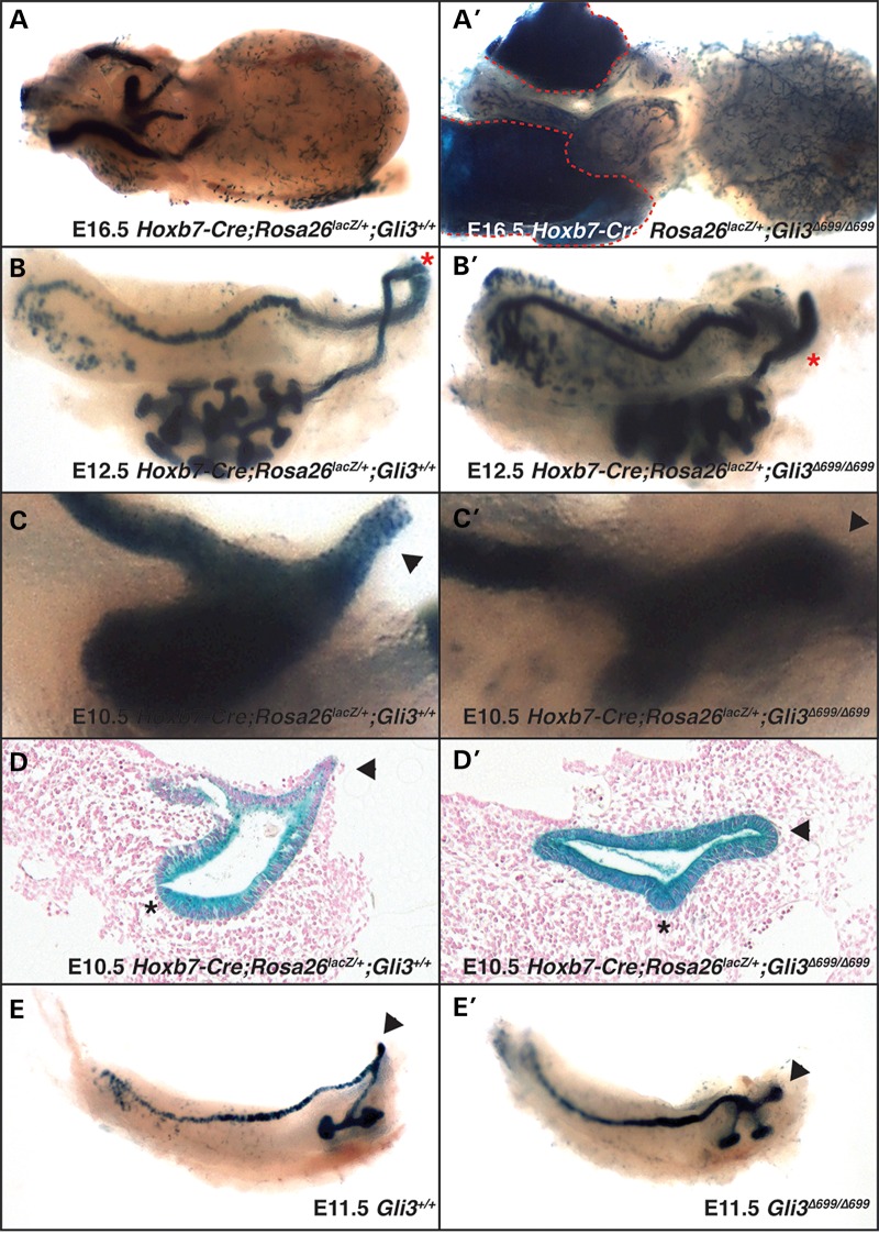 Figure 2.