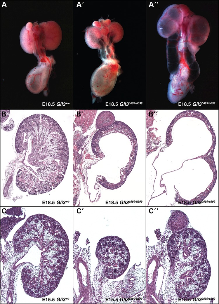 Figure 1.