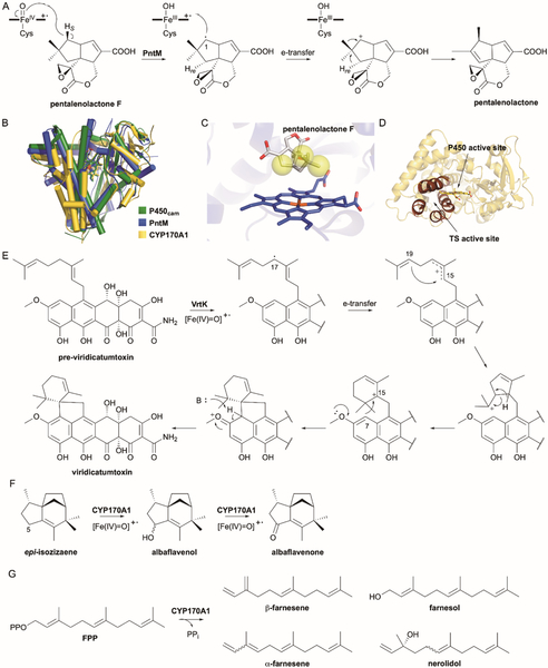 Fig. 10