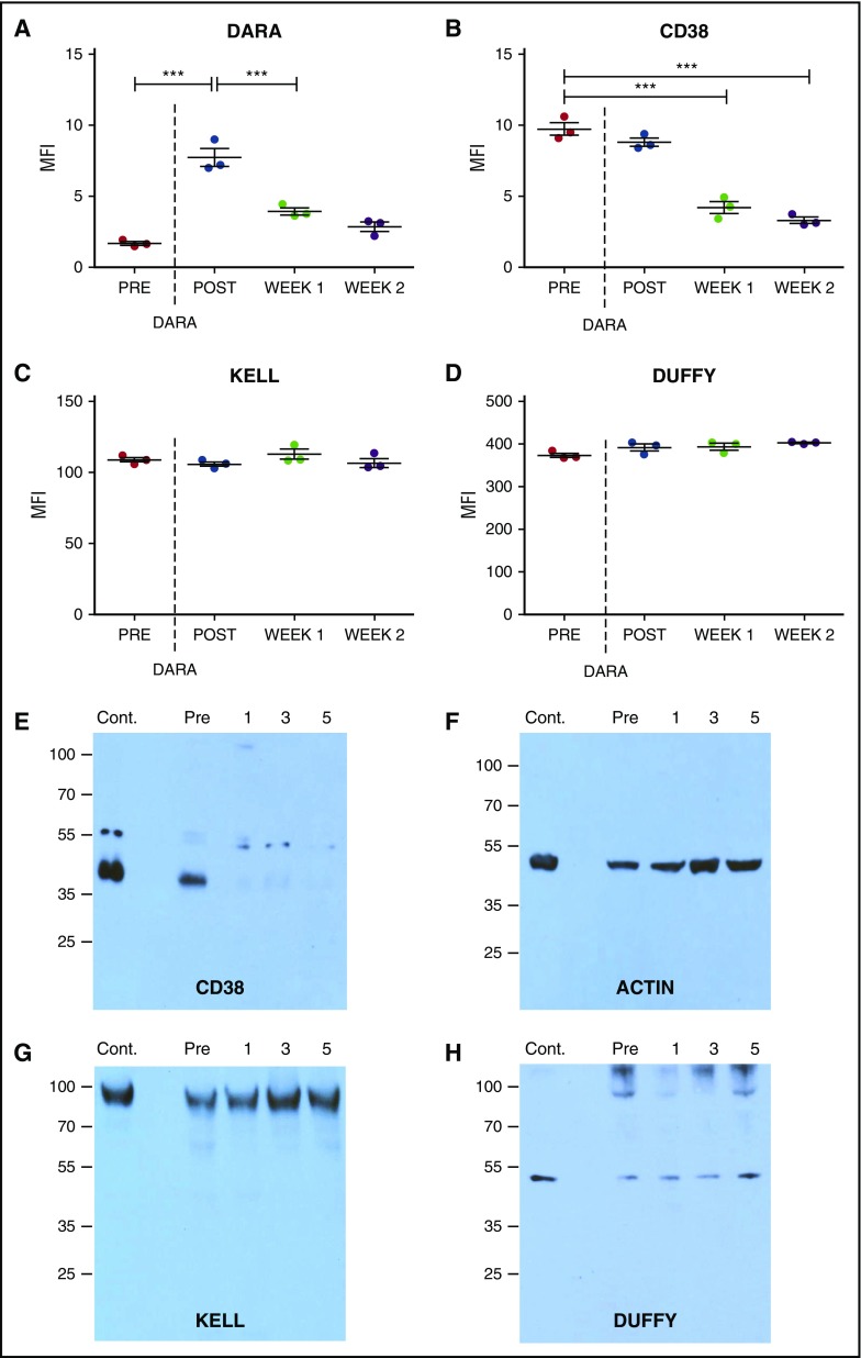 Daratumumab (anti-CD38) induces loss of CD38 on red blood cells - PMC