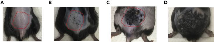 Figure 2