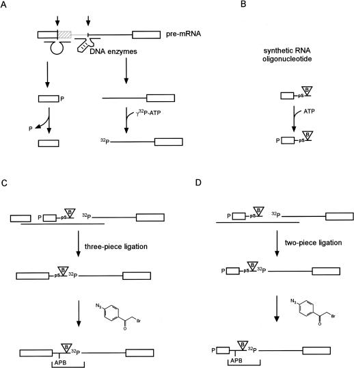 FIGURE 1.