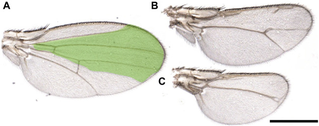 FIGURE 2