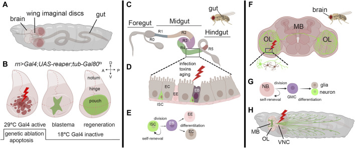 FIGURE 1