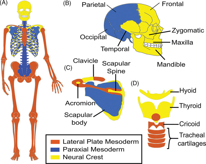 FIGURE 2