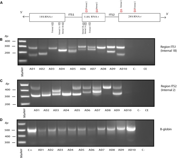 FIGURE 2