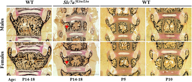 Fig. 5.
