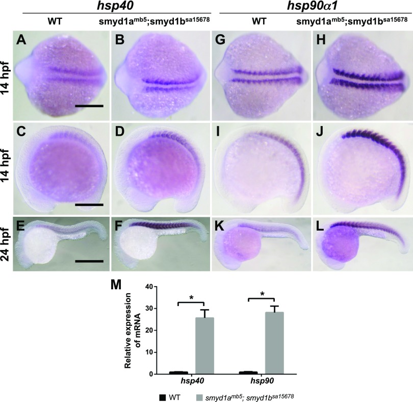 Figure 14