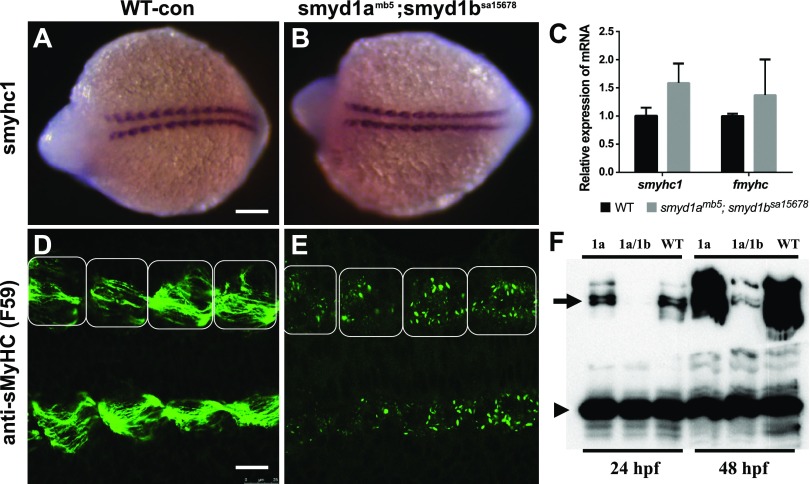 Figure 13