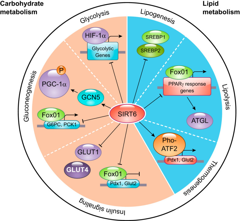 SIRT6, a Mammalian Deacylase with Multitasking Abilities - PMC