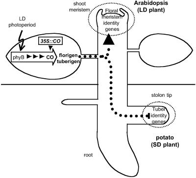 Fig 4.