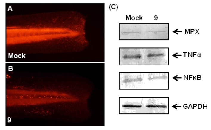 Figure 6