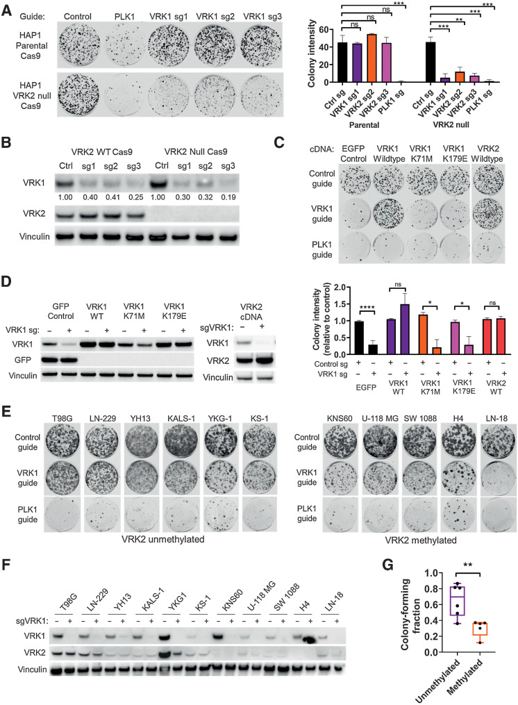 Figure 2. VRK1 is synthetic–lethal in VRK2-null and VRK2-methylated cell lines. A, 14-day colony forming assay in HAP1 parental and VRK2-null cells with CRISPR knockdown for intron-cutting negative controls, positive control PLK1, and three VRK1 guides (left) and quantification of colonies (right), **, P < 0.01; ***, P < 0.001, one-way ANOVA and Dunnett's post hoc multiple comparison test. B, Immunoblots from (A) at 3 days. Quantification of VRK1 bands, normalized to Vinculin and relative to intron-cutting controls, are indicated below the blot. C, 14-day colony forming assays of VRK1 knockdown in HAP1 VRK2-null cell line with ectopic expression of the indicated cDNA constructs (top) and quantification of colonies (bottom), *, P < 0.05; ****, P < 0.0001, two-tailed t test. D, Immunoblots from (C) at 3 days. E, 14-day colony forming assays of VRK1 knockdown in a panel of VRK2-unmethylated and -methylated GBM cell lines. F, Immunoblots from (E) at 3 days depicting VRK1 and VRK2 protein expression. G, Quantification of colony forming intensities of (E) from two biological replicates, corrected for Cas9 cutting efficiency, **, P < 0.001, two-tailed t test.