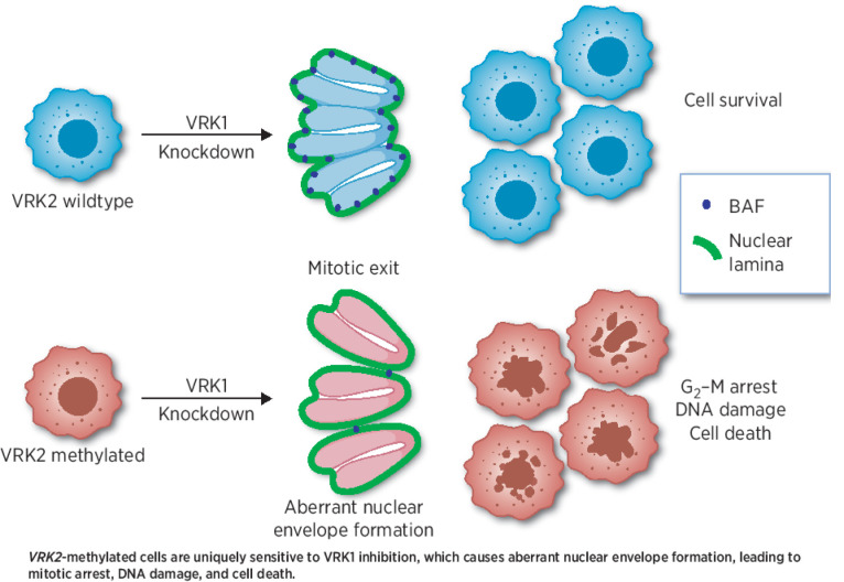 graphic file with name overview_graphic_can-21-4443.jpg