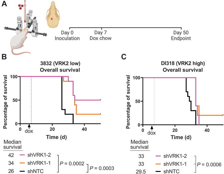 Figure 7. VRK2-methylated patient-derived intracranial xenografts are sensitive to VRK1 knockdown. A, Schematic of experimental setup (created in BioRender.com). B and C, Kaplan–Meier curves depicting OS in mice with intracranial xenografts of 3832 and DI318 shRNA derivative models (10 mice/group); median survival (days) indicated below graphs; P values calculated with the log-rank test.