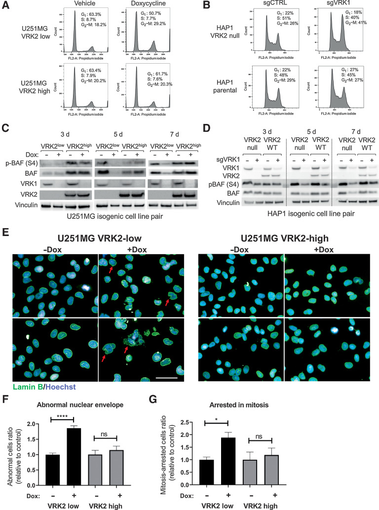 Figure 4. VRK1 knockdown results in G2–M arrest, BAF deregulation and nuclear lamina defects. A, Cell-cycle distributions were determined by flow cytometric analyses in U251MG VRK2-low and VRK-high cells in the presence or absence of 1 μg/mL doxycycline for 7 days. B, Cell-cycle distributions were determined by flow cytometric analyses in HAP1 VRK2-null and parental cells 5 days after VRK1 CRISPR knockdown. C, Immunoblots of U251MG VRK2-low and VRK2-high cells treated with or without doxycycline for 3, 5, and 7 days. D, Immunoblots of HAP1 VRK2-null and parental cells knocked out with VRK1 or intron-cutting control guides for 3, 5, and 7 days. E, U251MG VRK2-low and VRK2-high cells were treated with or without doxycycline for 5 days and immunostained for Lamin B (green) and Hoechst (blue) and imaged by high-content imaging; scale bar, 50 μm. F, Quantification of abnormal nuclear envelope from (E). ****, P < 0.0001; ns, not significant (two-tailed t test). G, Quantification of cells arrested in mitosis from (E) *, P < 0.01; ns, not significant (two-tailed t test)