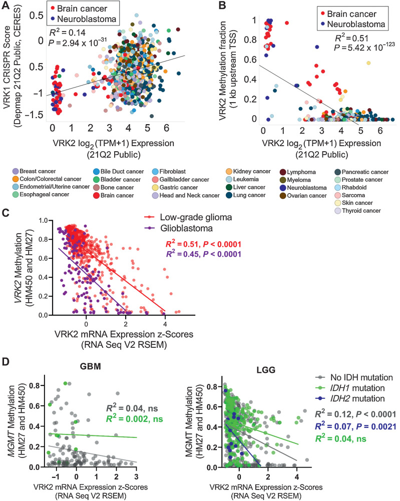 Figure 1. VRK2-methylated glioblastoma and neuroblastoma cell lines are sensitive to VRK1 loss. A, Scatter plot depicting VRK2 expression and VRK1 CRISPR knockdown sensitivity score in 783 cancer cell lines. Color coded by primary lineage. B, Scatter plot depicting VRK2 expression and VRK2 promoter methylation in 902 cancer cell lines. Color coded by primary lineage. C, Scatter plot depicting VRK2 Expression and VRK2 Methylation for 530 low grade glioma (LGG; peach) and 116 glioblastoma (GBM; purple) tumors. D, Scatter plots with VRK2 expression and MGMT methylation for GBM and LGG tumors as in (C), color coded by IDH mutation status.