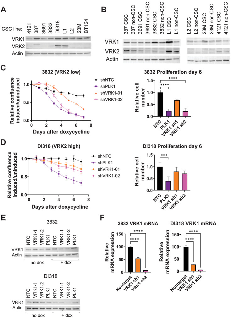 Figure 6. VRK2-methylated context is maintained in patient-relevant glioblastoma models. A, Immunoblots from 9 GBM CSC models. B, Select CSC models were cultured in CSC or non-CSC medium and immunoblotted for VRK1 and VRK2 protein. C, 7-day growth curves of the 3832 model with shRNA knockdown induced by doxycycline of the indicated genes (left), data from day 6 quantified (right) ****, P < 0.001, one-way ANOVA and Dunnett's post hoc multiple comparison test. D, Data as in (C) for the DI318 model. E, Immunoblots and (F) mRNA levels for VRK1 at 3 days after doxycycline.