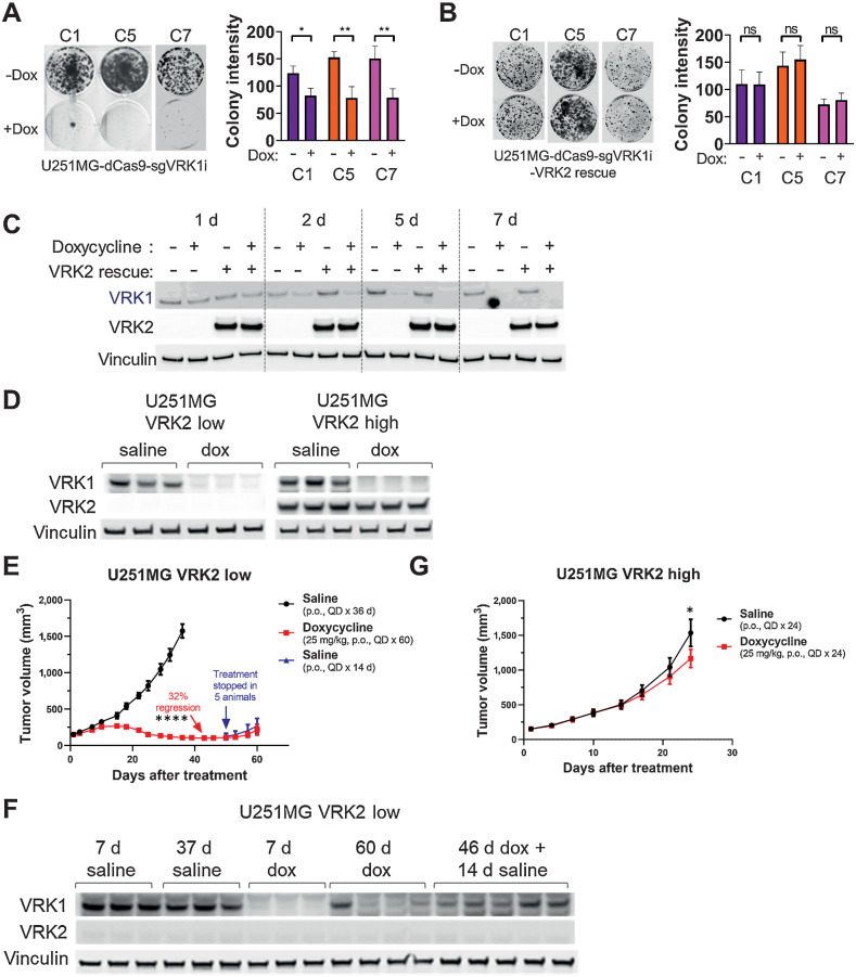 Figure 3. The VRK1–VRK2 synthetic lethality is maintained in vivo. A, 14-day colony forming assays in U251MG VRK2-low cell line the absence or presence of 1 μg/mL doxycycline to induce VRK1 knockdown (left) and quantification (right) *, P < 0.05; **, P < 0.001, two-tailed t test. B, Assay similar to (A) in the U251MG VRK2-high cell line. C, Immunoblots from (A) to (B) at 1, 2, 5, and 7 days after doxycycline treatment. D, Immunoblots from U251MG VRK2-low and VRK2-high xenografts in tumor-bearing mice treated with or without 25-mg/kg doxycycline QD for 7 days . E, Tumor growth curves in mice bearing established 150 mm3 U251MG VRK2-low xenografts were treated with the indicated treatments. Data are presented as mean tumor volume ± SEM with 9 mice/data point up to day 42 ****, P < 0.0001 (two-tailed t test at day 42). F, 7-day and endpoint immunoblots tumors from (E). G, Tumor growth curves as in (E) with U251MG VRK2-high xenografts. Data are presented as mean tumor volume ± SEM with 9 mice/data point, *, P = 0.032 (two-tailed t test at day 24)