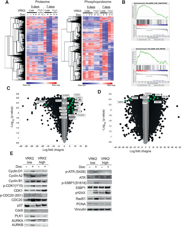 Figure 5. Phospho- and total-proteomics reveals DNA repair pathways are activated upon VRK1 knockdown in VRK2-low cells. A, Heat maps showing total-proteomics (left) and phospho–proteomics (right) in VRK2-low and VRK2-high U251MG cells at 5 and 7days after doxycycline. B, Gene Set Enrichment Analysis (GSEA) of 7-day total proteomics data in the doxycycline conditions. C, Volcano plots differential expression analysis of total proteomic data; The x-axis represents log2 fold change and the y-axis represents the FDR [−log10(q value)]; black circles—proteins with greater than ± 2 log-fold change. D, Volcano plots differential expression analysis of phospho–proteomic data; The x-axis represents log2 fold change and the y-axis represents the FDR [−log10(q value)]; black circles—proteins with greater than ± 2 log-fold change. E, Immunoblots of select proteins from U251MG VRK2-low and VRK2-high cells treated with or without doxycycline for 7 days